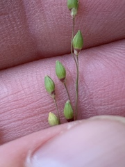 Dichanthelium depauperatum