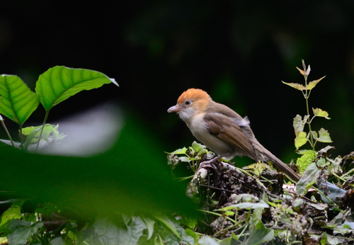 Whitehooded Babbler (Gampsorhynchus rufulus) · iNaturalist