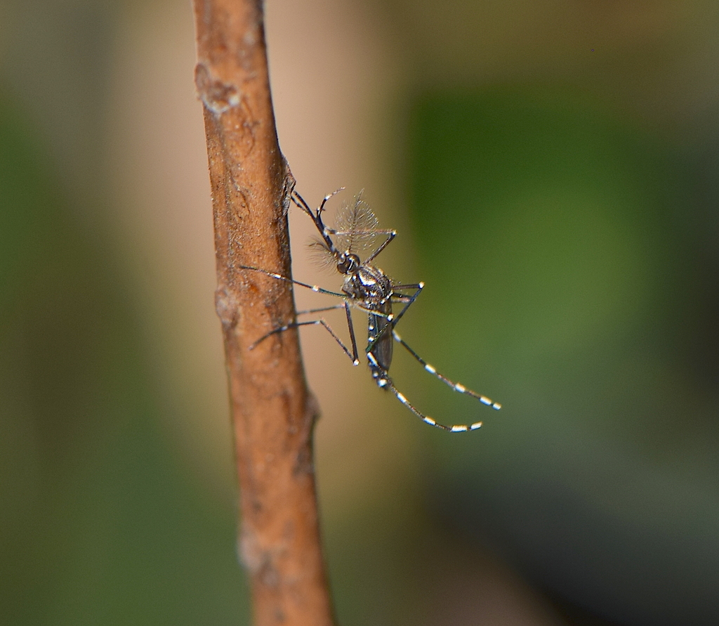 Yellow Fever Mosquito (Diptera (flies) of the British Indian Ocean