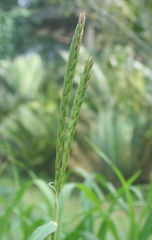 Zea perennis