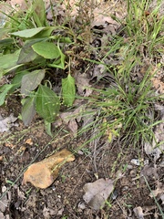 Dichanthelium depauperatum