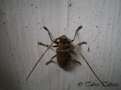 Lamiinae