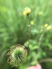 Geum macrophyllum macrophyllum