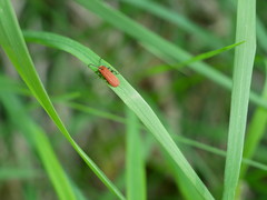 Lopheros rubens