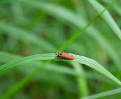 Lopheros rubens