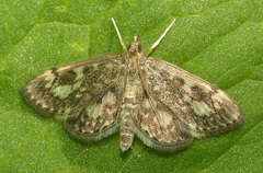 Anania tertialis