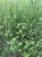 Geum macrophyllum macrophyllum
