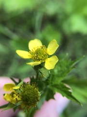 Geum macrophyllum macrophyllum