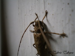Lamiinae