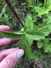 Geum macrophyllum macrophyllum