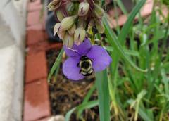 Bombus impatiens