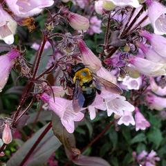 Xylocopa virginica