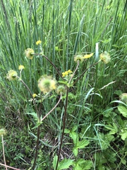 Geum macrophyllum macrophyllum