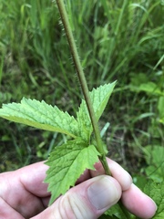 Geum macrophyllum macrophyllum