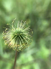 Geum macrophyllum macrophyllum