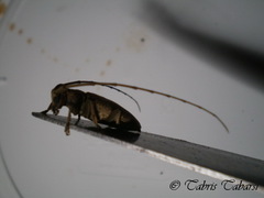 Lamiinae