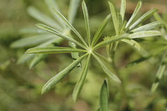 Lupinus angustifolius