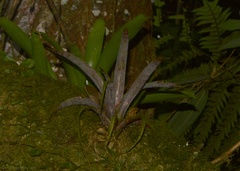 Vriesea
