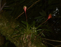 Vriesea carinata