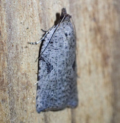 Meritastis polygraphana