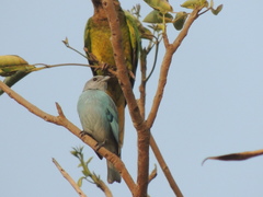 Thraupis glaucocolpa