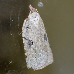 Meritastis polygraphana