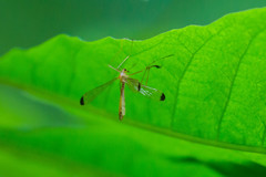 Hylobittacus apicalis