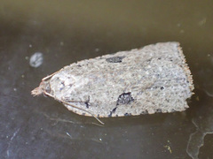 Meritastis polygraphana