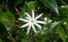 Jasminum laurifolium