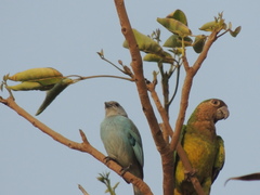 Thraupis glaucocolpa