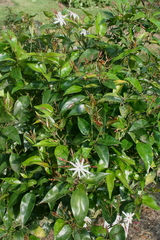 Jasminum laurifolium
