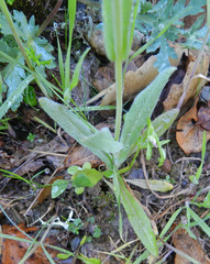 Caulanthus lasiophyllus