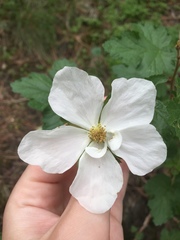 Rubus deliciosus