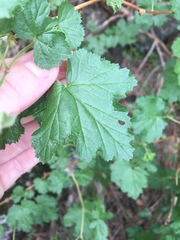 Rubus deliciosus