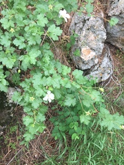 Rubus deliciosus