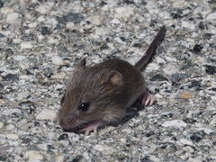 Peromyscus gambelii