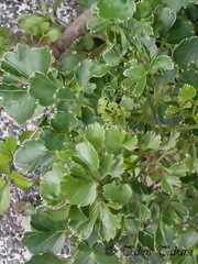 Polyscias guilfoylei