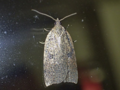 Meritastis polygraphana