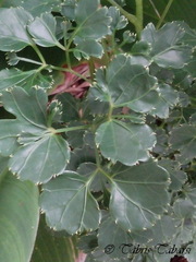 Polyscias guilfoylei