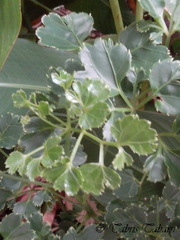 Polyscias guilfoylei