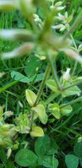 Cerastium brachypodum