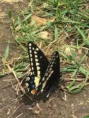 Papilio indra