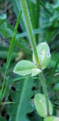 Cerastium brachypodum