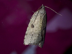 Meritastis polygraphana