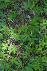 Potentilla canadensis