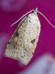Meritastis polygraphana
