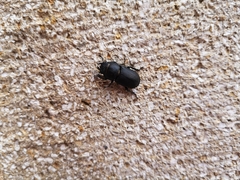 Dorcus parallelipipedus