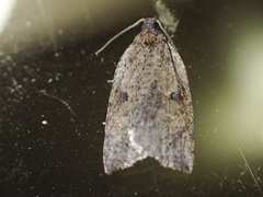 Meritastis polygraphana
