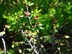 Rhamnus myrtifolia