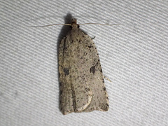 Meritastis polygraphana